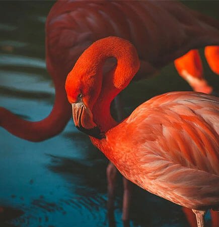 Migratory Adventure
